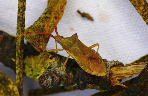 Gonocerus acuteangulatus